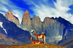 Guanaco in Torres del Paine National Park, Patagonia, Chile