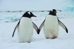 A couple of Gentoo penguins holding "hands" on Cuverville Island, Antarctica