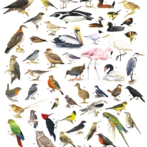 Chile Pájaros, póster